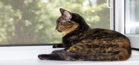 Kedi Sinekli�i (Pet Screen) �e�itleri